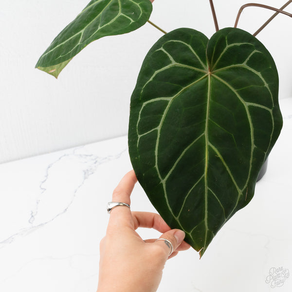 Anthurium Michelle '1' x Purple Rain '27' by DocBlock® (wk9-B)