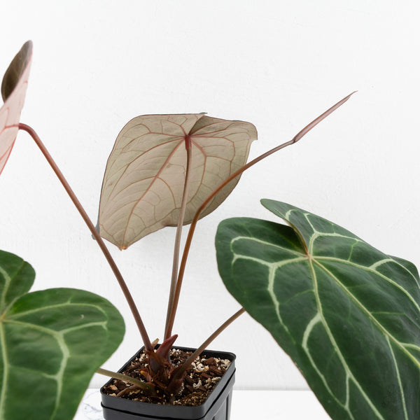 Anthurium Michelle '1' x Purple Rain '27' by DocBlock® (wk9-B)