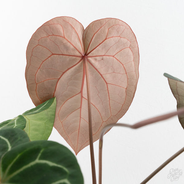 Anthurium Michelle '1' x Purple Rain '27' by DocBlock® (wk9-B)