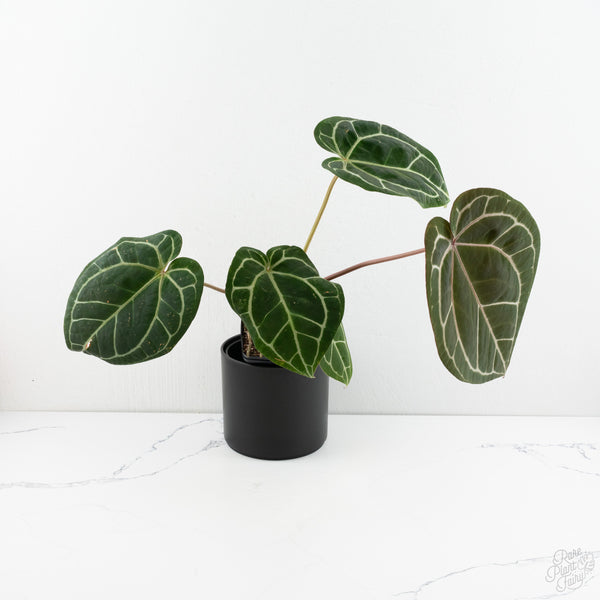 Anthurium Michelle '1' x Purple Rain '27' by DocBlock® (wk9-C)