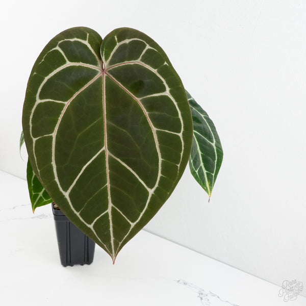 Anthurium Michelle '1' x Purple Rain '27' by DocBlock® (wk9-C)