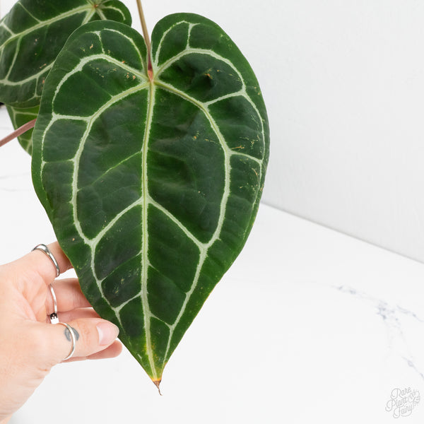 Anthurium Michelle '1' x Purple Rain '27' by DocBlock® (wk9-C)