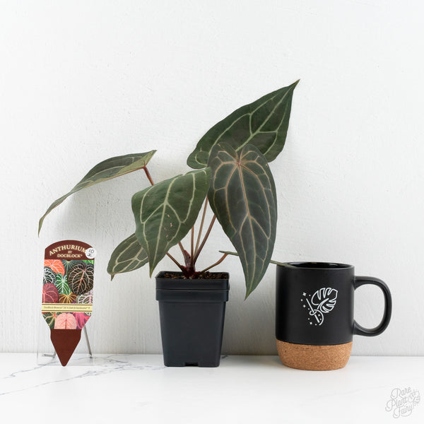 Anthurium Minerva '20' x Dark & Handsome '9' by DocBlock® (wk10-I)