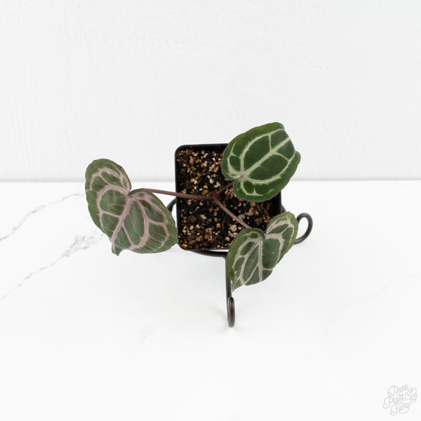 Anthurium Minerva '20' x Minerva '20' by DocBlock® (wk9-U) *Purple Veins*