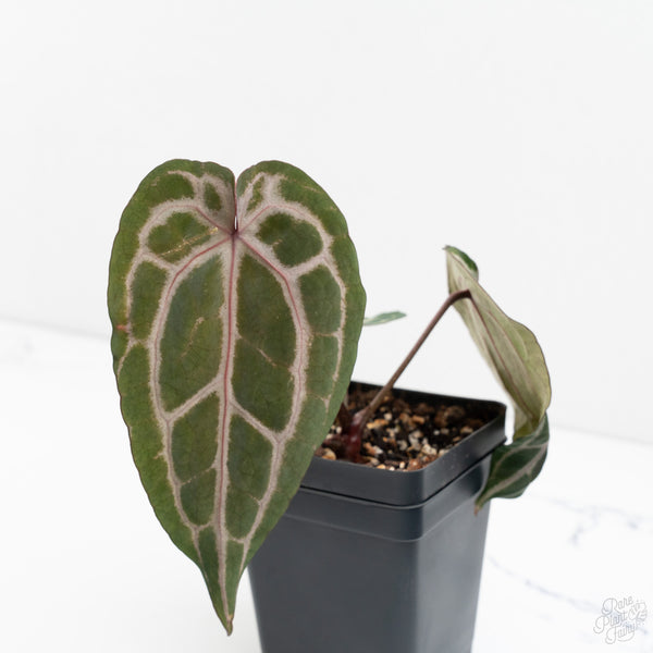 Anthurium Minerva '20' x Minerva '20' by DocBlock® (wk9-U) *Purple Veins*