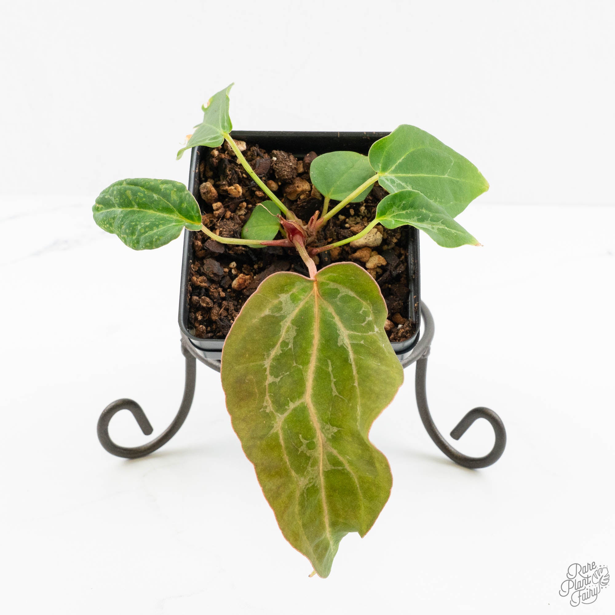 Anthurium NSE Red Crystallinum x Antolakii (BVEP) (wk15-C
