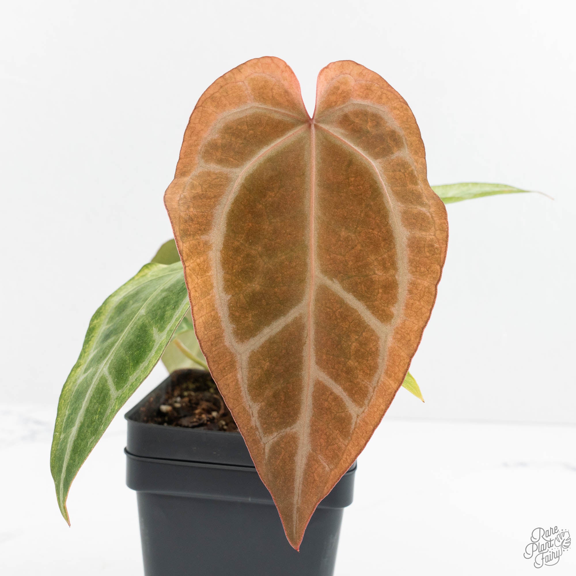 A. chocolate × A.Red crystallinum NSE Anthurium NSE Red Crystallinum x Crystallinum Variegated (wk17-UY