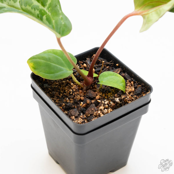 Anthurium NSE Red Crystallinum x Antolakii (BVEP) (wk10-B) *Blister Variegation*