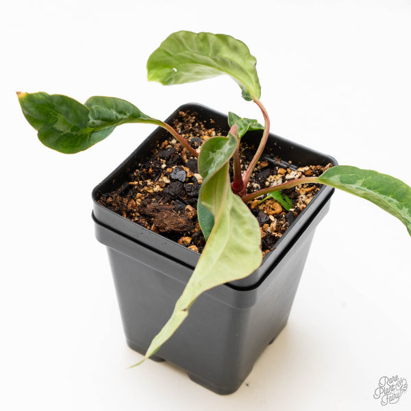 Anthurium NSE Red Crystallinum x Antolakii (BVEP) (wk10-C) *Blister Variegation*