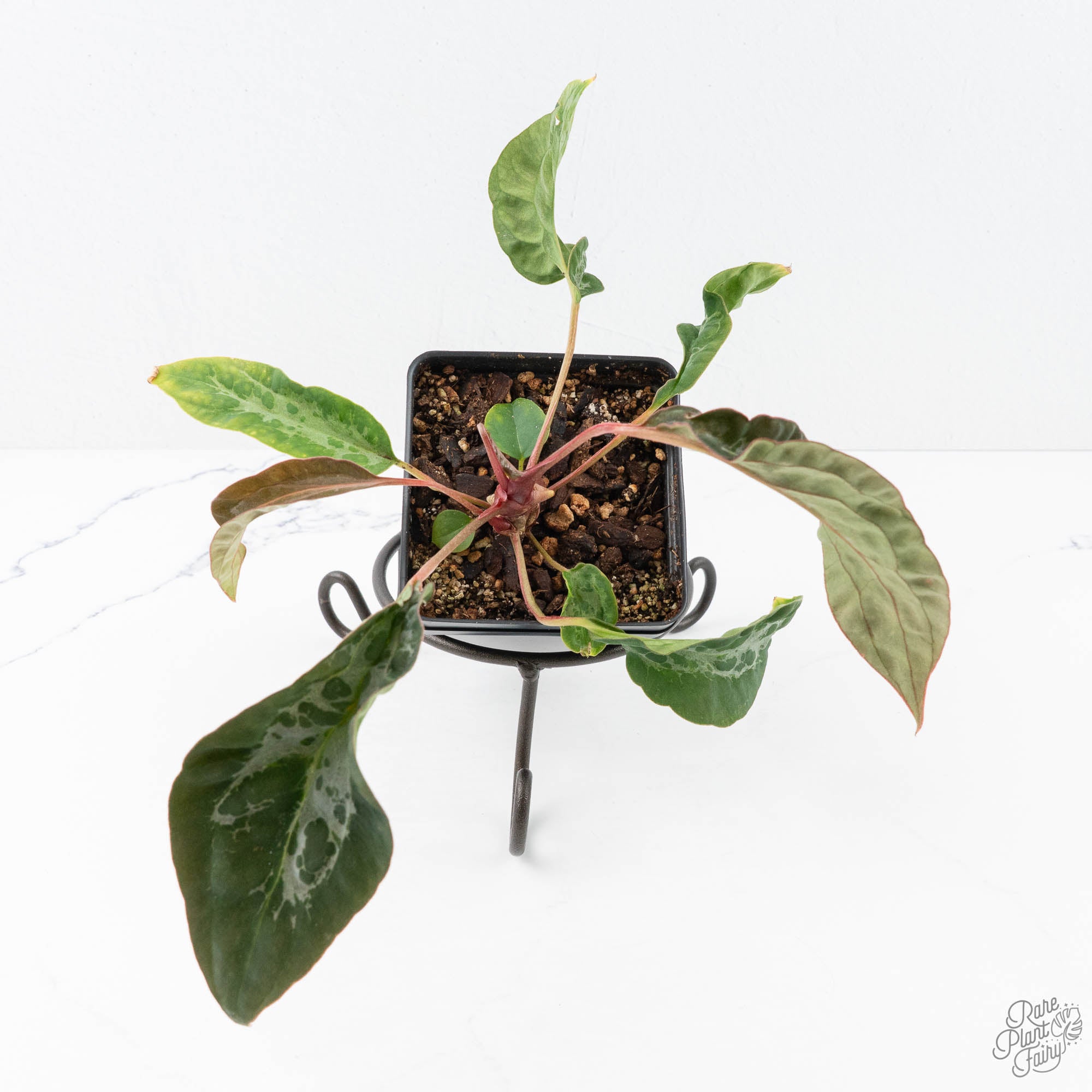 anthurium blister variegation Anthurium NSE Red Crystallinum x Antolakii (BVEP) (wk20-N) *Blister Variegated*