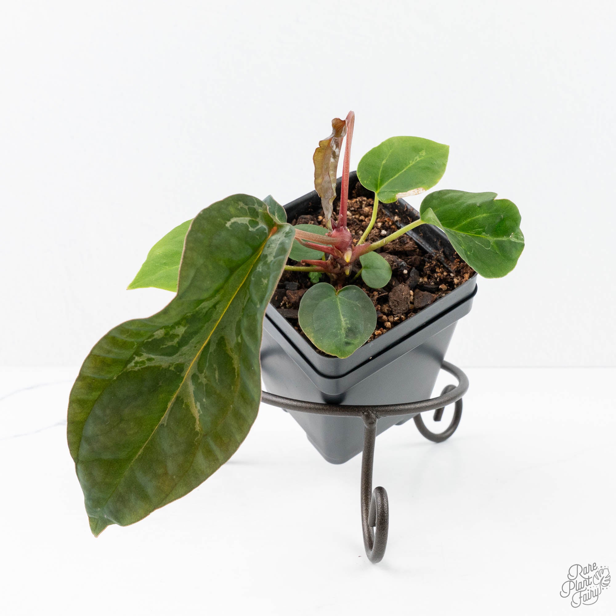 is anthurium crystallinum rare Anthurium NSE Red Crystallinum x Antolakii (BVEP) (wk20-O) *Blister Variegated*
