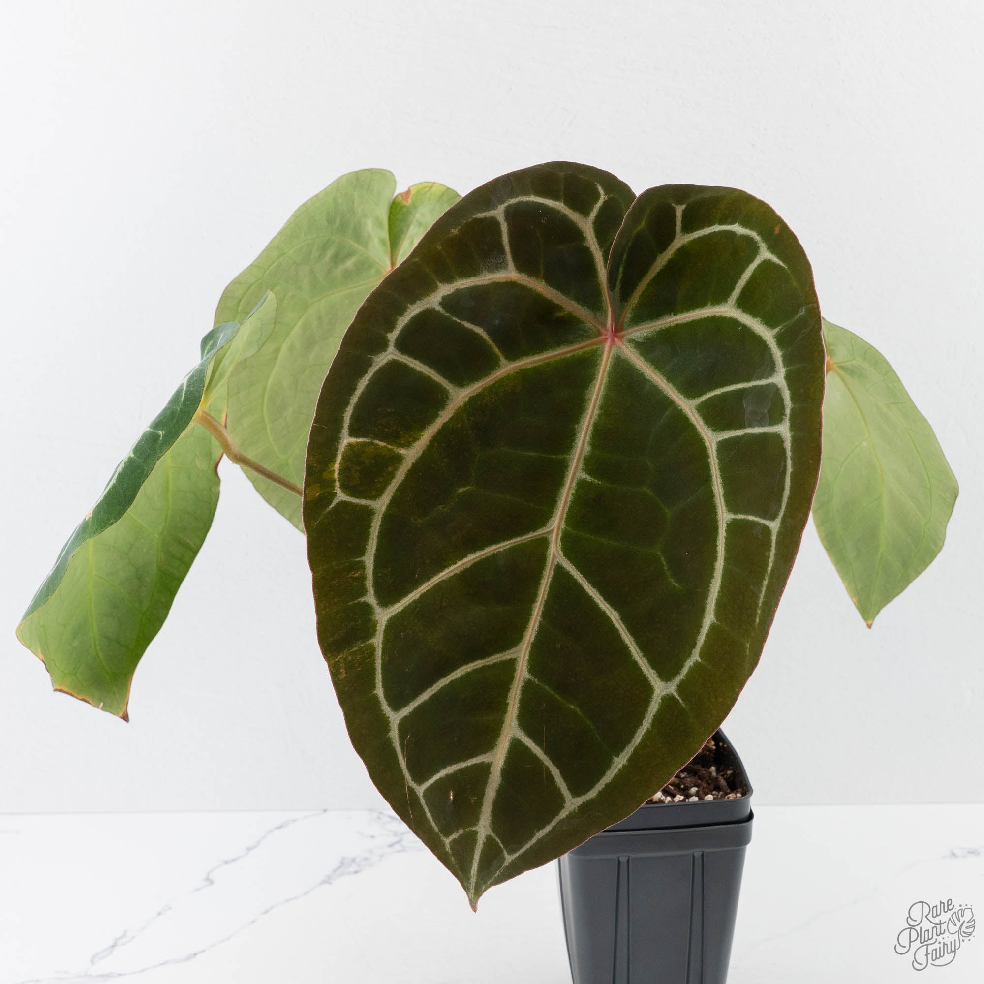 Anthurium NSE Red Crystallinum x Crystallinum Variegated (wk41-U39