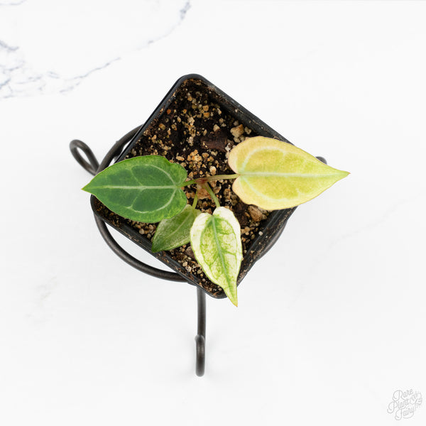 Anthurium NSE Red Crystallinum x Crystallinum Variegated (wk9-UL)