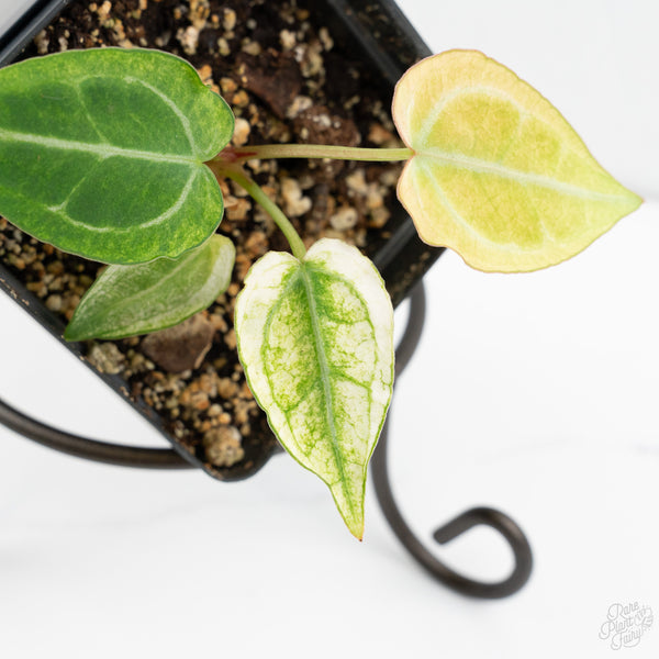 Anthurium NSE Red Crystallinum x Crystallinum Variegated (wk9-UL)