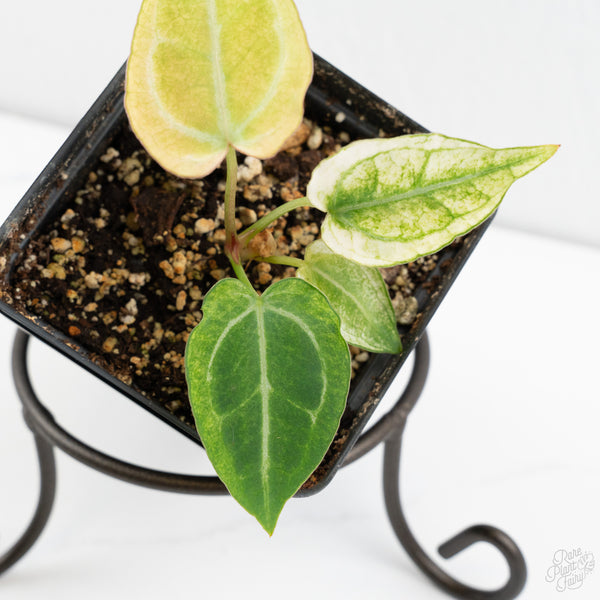 Anthurium NSE Red Crystallinum x Crystallinum Variegated (wk9-UL)