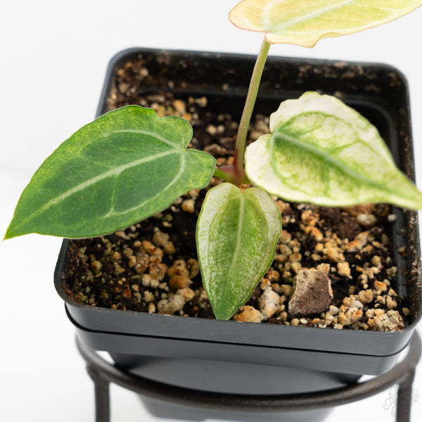 Anthurium NSE Red Crystallinum x Crystallinum Variegated (wk9-UL)