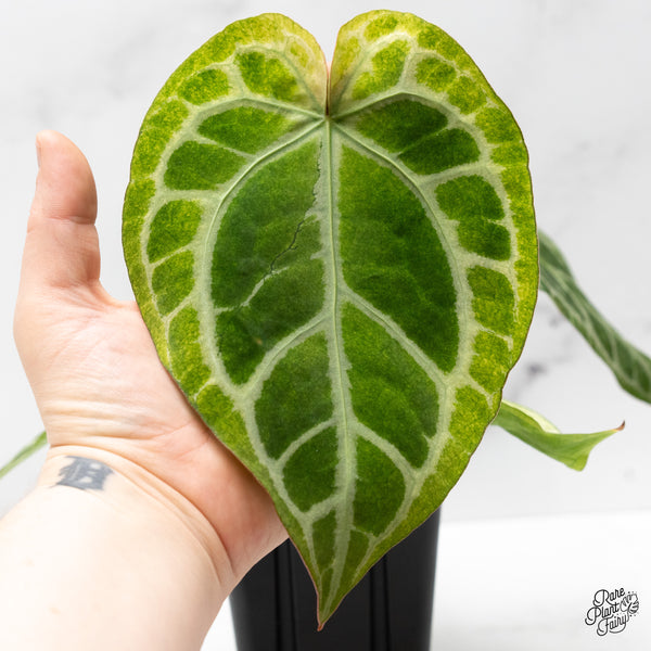 Anthurium NSE Red Crystallinum x Variegated Crystallinum Variegated (wk48-UK)