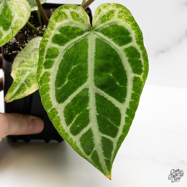 Anthurium NSE Red Crystallinum x Variegated Crystallinum Variegated (wk48-UK)