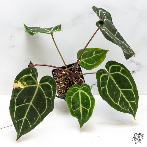 Anthurium NSE Red Crystallinum x Crystallinum Variegated (wk50-UA)