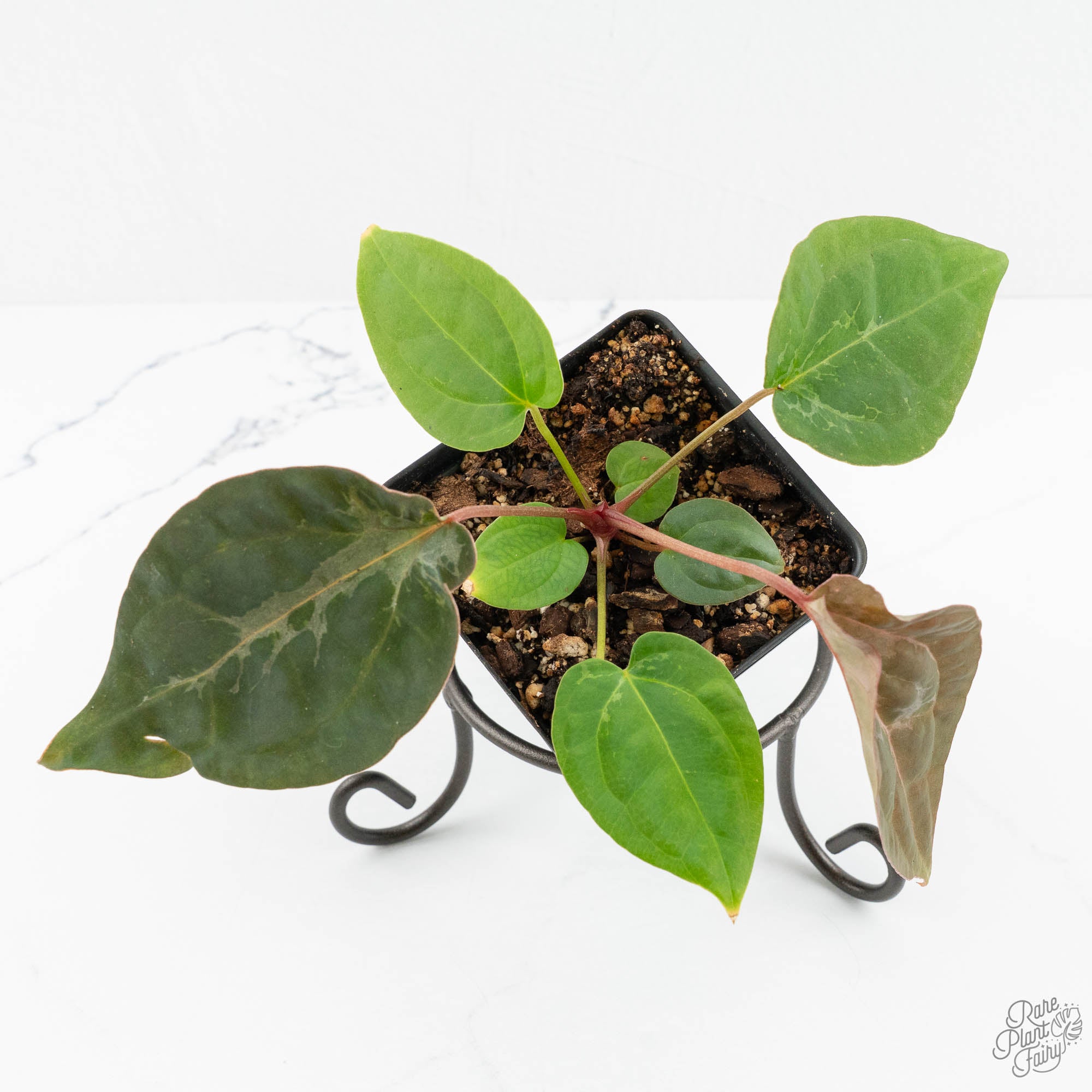 Anthurium NSE Red Crystallinum x Antolakii (BVEP) (wk17-B) *Blister Variegated*