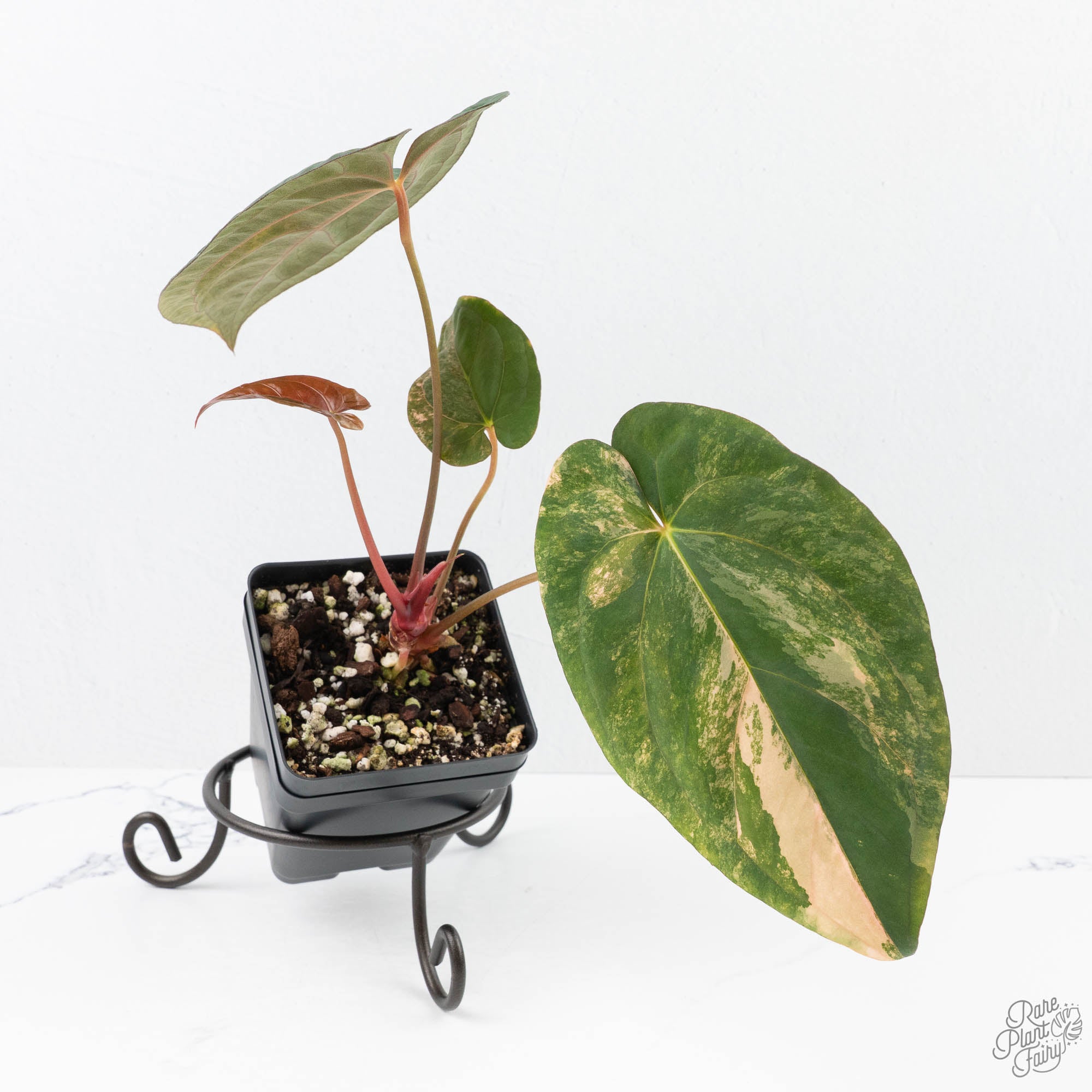 anthurium ralph lynam Anthurium Papillamnium × 'Ralph Lynam' variegated (wk23-UA) – Rare Plant Fairy