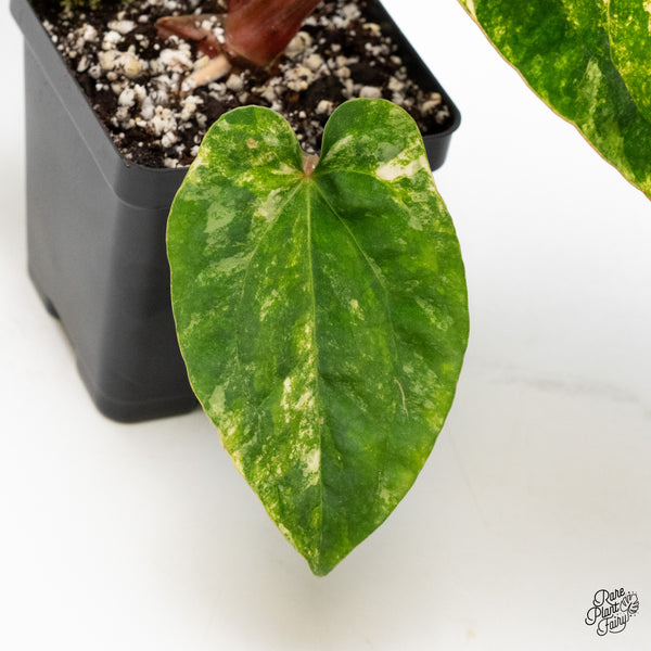 Anthurium Papillilaminum x Dressleri 'Rio Gaunche' (wk48-UA)