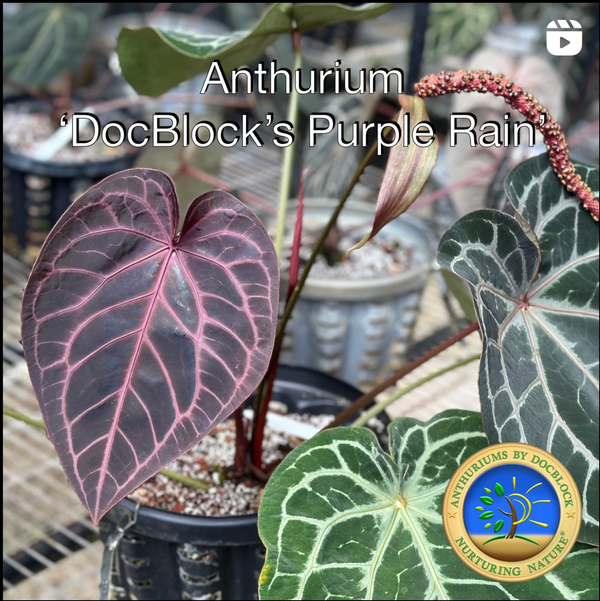 Anthurium Tortoise Shell Brown '34' x Purple Rain '27' by DocBlock® *Grower's choice*