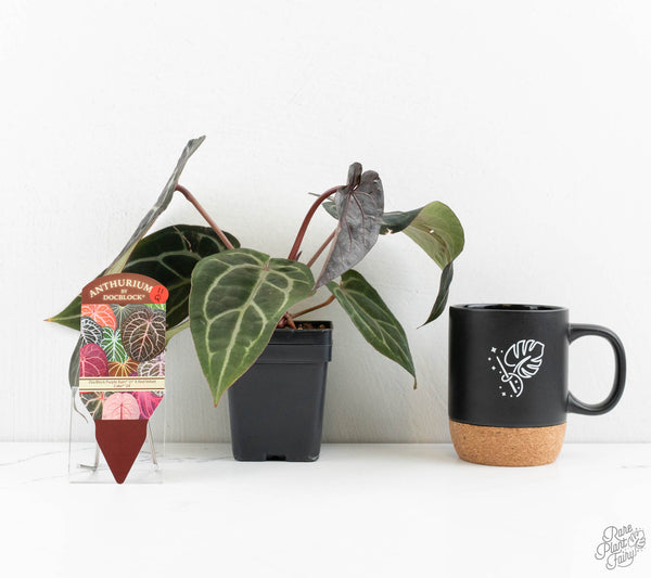 Anthurium Purple Rain '27' x Red Velvet Cake '24' by DocBlock® (wk11-Q)