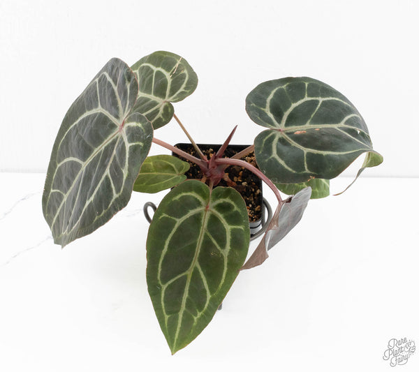 Anthurium Purple Rain '27' x Red Velvet Cake '24' by DocBlock® (wk11-Q)