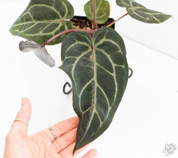 Anthurium Purple Rain '27' x Red Velvet Cake '24' by DocBlock® (wk11-Q)