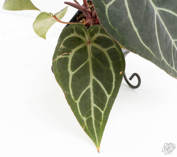 Anthurium Purple Rain '27' x Red Velvet Cake '24' by DocBlock® (wk11-Q)