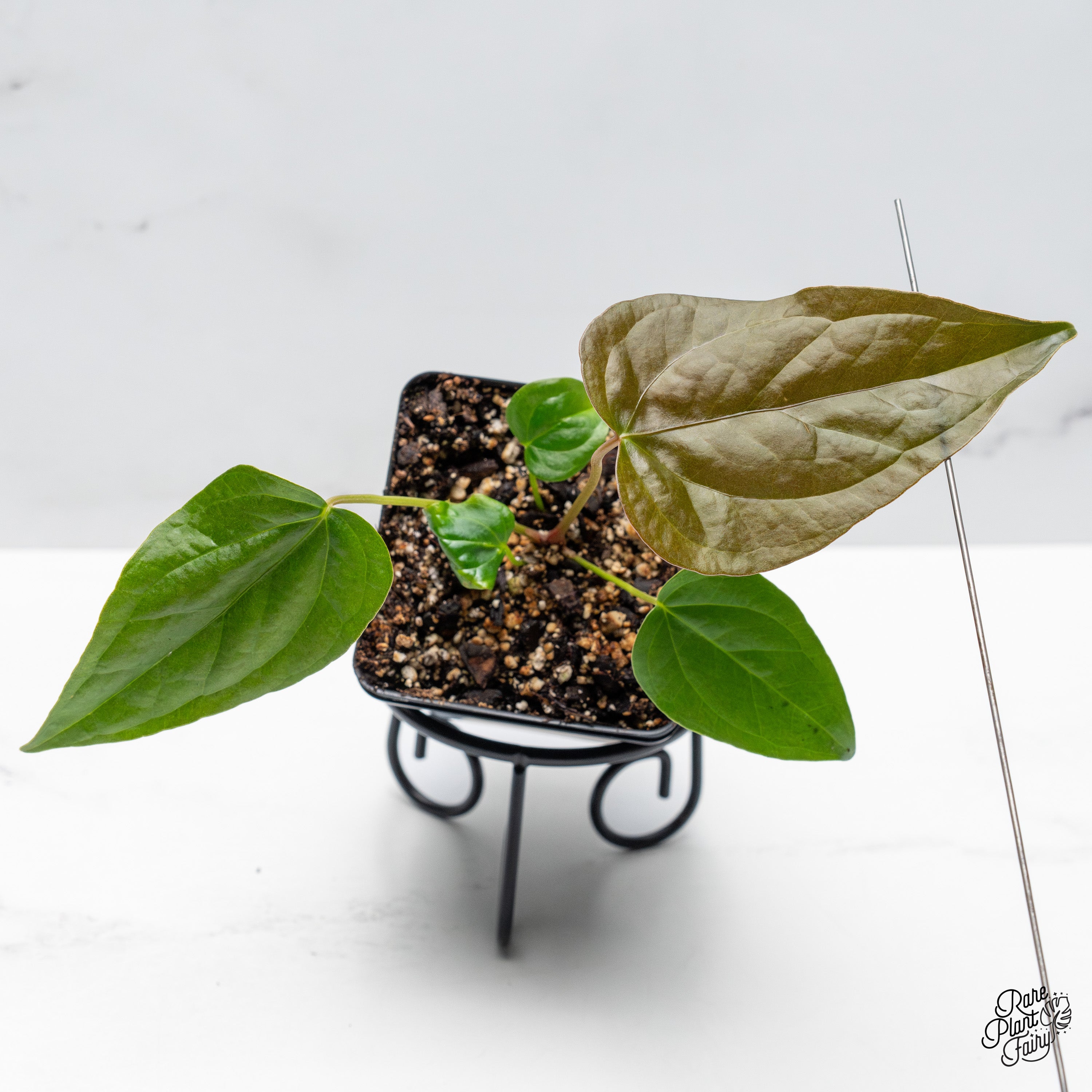 anthurium red queen Anthurium 'Queen of Hearts' *Grower's Choice*