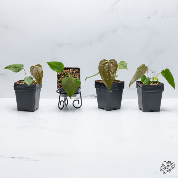 Anthurium 'Queen of Hearts' *Grower's Choice*