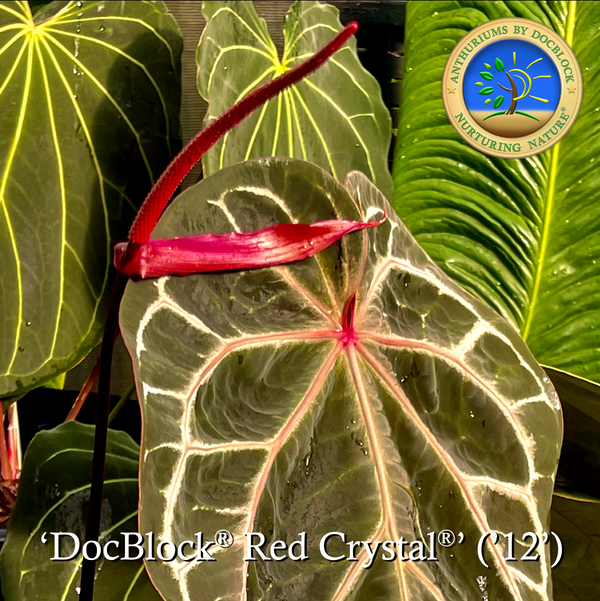 Anthurium Red Crystal '12' x Michelle '1' by DocBlock® *Grower's choice*