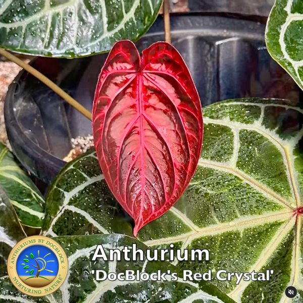 Anthurium Orange '26' x DocBlock Red Crystal '12' by DocBlock® *Grower's choice*