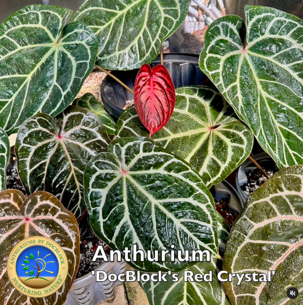 Anthurium Red Crystal '12' x Michelle '1' by DocBlock® *Grower's choice*