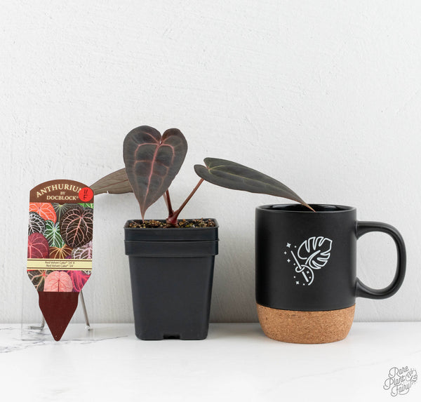 Anthurium Red Velvet Cake '24' x Red Velvet Cake '24' by DocBlock® (wk11-F)