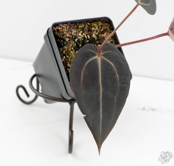 Anthurium Red Velvet Cake '24' x Red Velvet Cake '24' by DocBlock® (wk11-F)