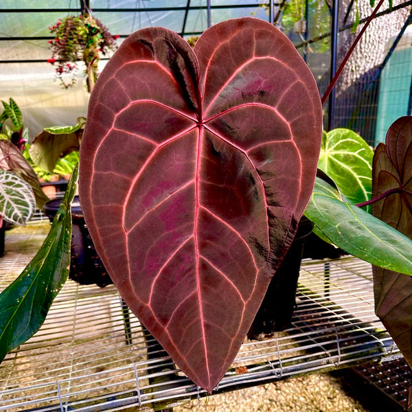 Anthurium Red Velvet Cake '24' x Home, Sweet Home '32' by DocBlock® *Grower's choice*