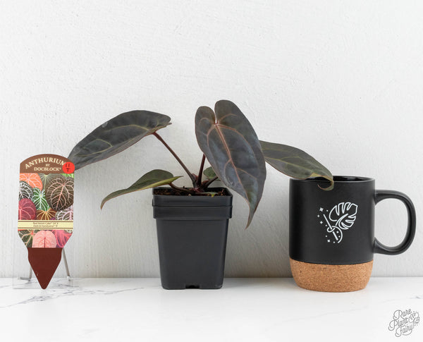 Anthurium Red Velvet Cake '24' x Dark & Handsome '9' by DocBlock® (wk11-T)