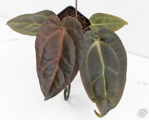 Anthurium Red Velvet Cake '24' x Dark & Handsome '9' by DocBlock® (wk11-T)