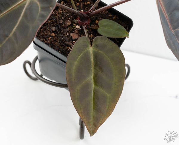 Anthurium Red Velvet Cake '24' x Dark & Handsome '9' by DocBlock® (wk11-T)