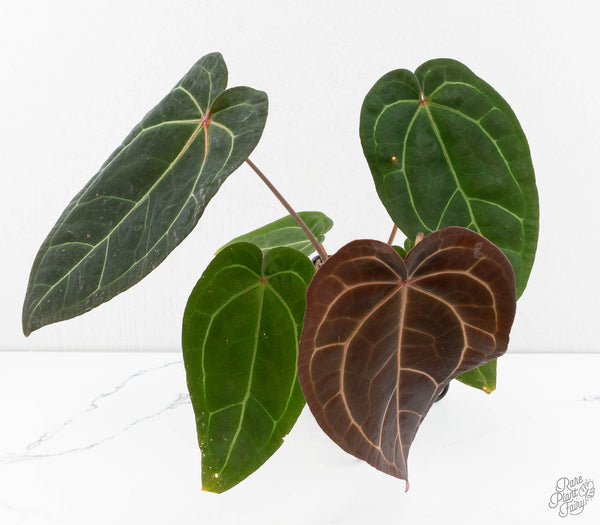 Anthurium Red Velvet Cake '24' x Zara '29' by DocBlock® (wk11-O)