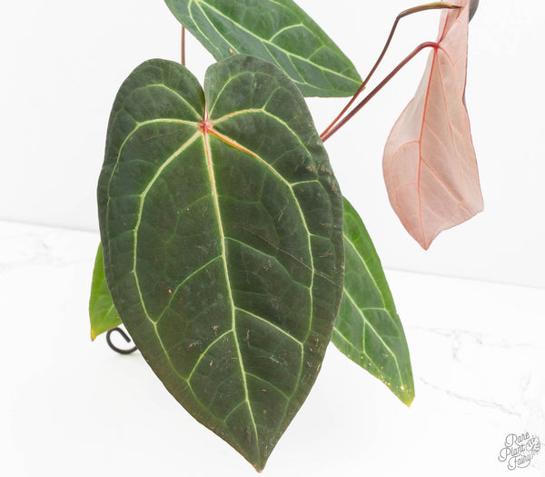 Anthurium Red Velvet Cake '24' x Zara '29' by DocBlock® (wk11-O)