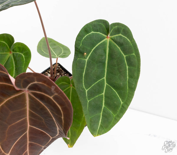 Anthurium Red Velvet Cake '24' x Zara '29' by DocBlock® (wk11-O)