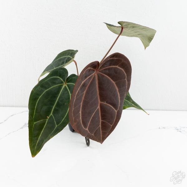 Anthurium Red Velvet Cake '24' x Zara '29' by DocBlock® (wk10-H)