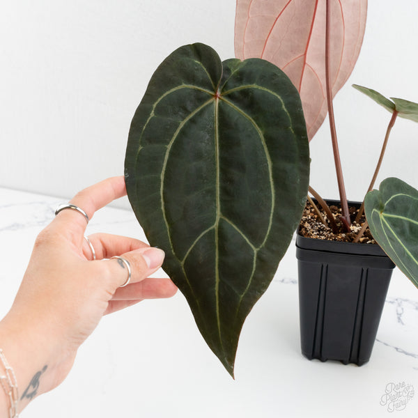 Anthurium Red Velvet Cake '24' x Zara '29' by DocBlock® (wk10-H)