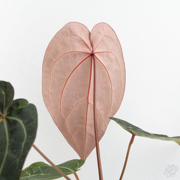 Anthurium Red Velvet Cake '24' x Zara '29' by DocBlock® (wk10-H)