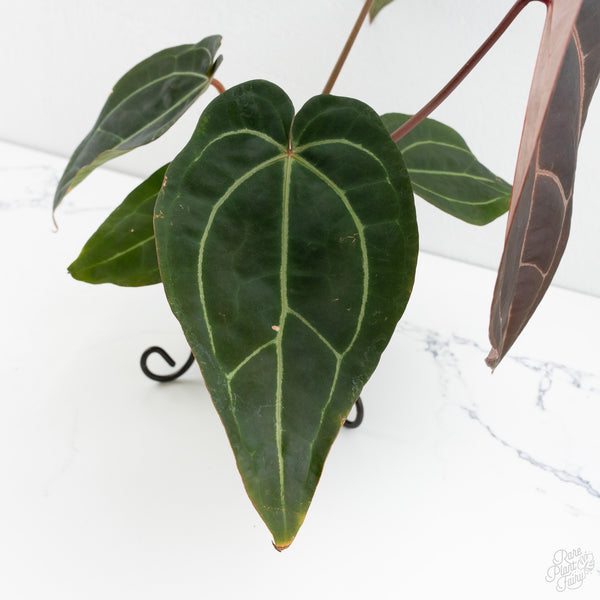 Anthurium Red Velvet Cake '24' x Zara '29' by DocBlock® (wk10-H)