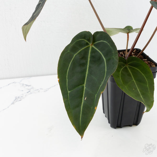 Anthurium Red Velvet Cake '24' x Zara '29' by DocBlock® (wk10-H)